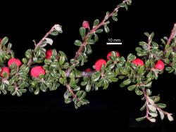 Cotoneaster microphyllus: Fruit and foliage.
 Image: D. Glenny © Landcare Research 2017 CC BY 3.0 NZ